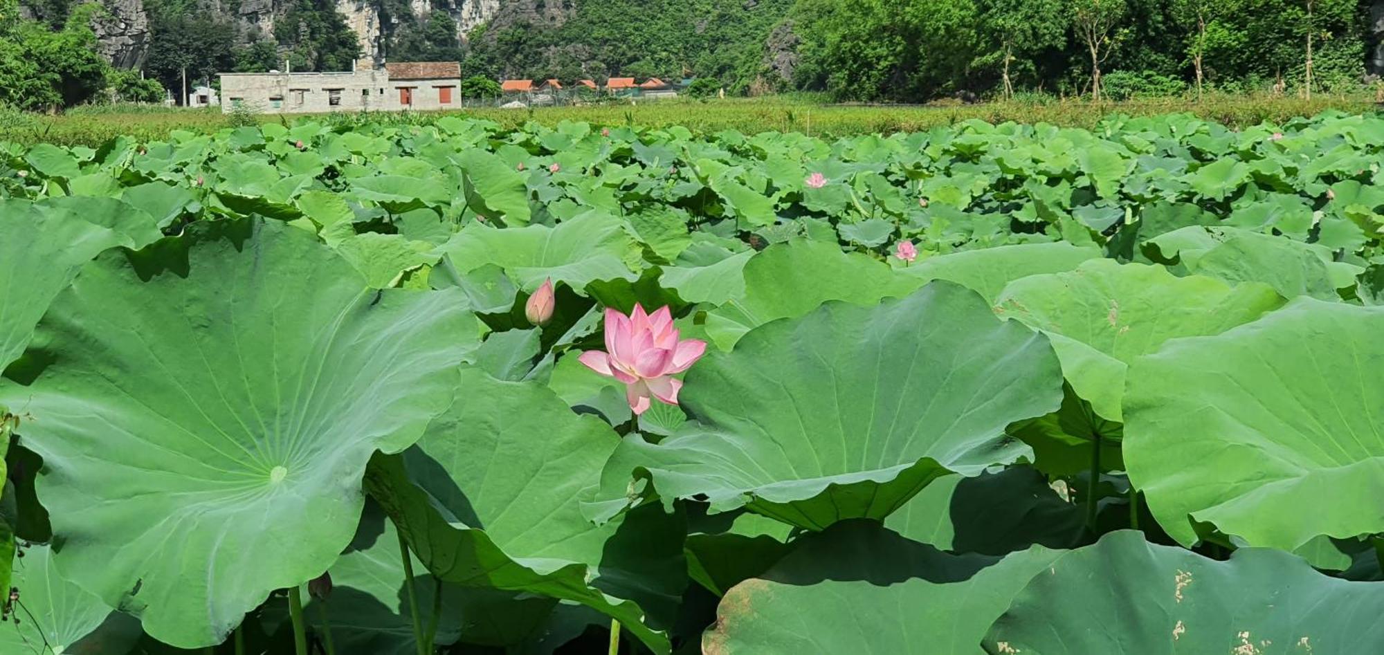 Trang An Rice Field Homestay ニンビン エクステリア 写真